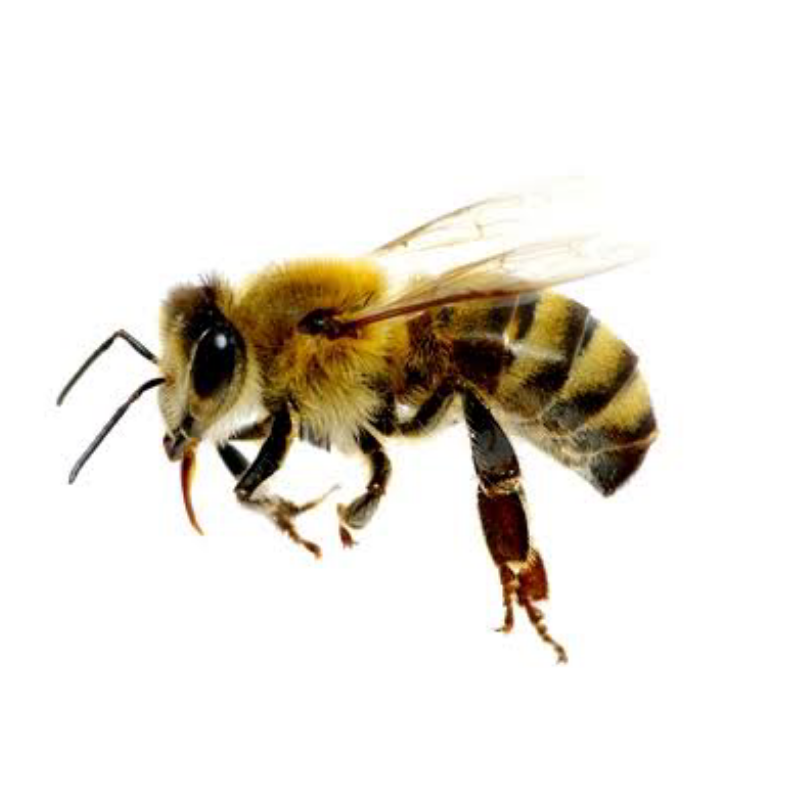 fakta kehidupan lebah yang tidak banyak orang ketahui
